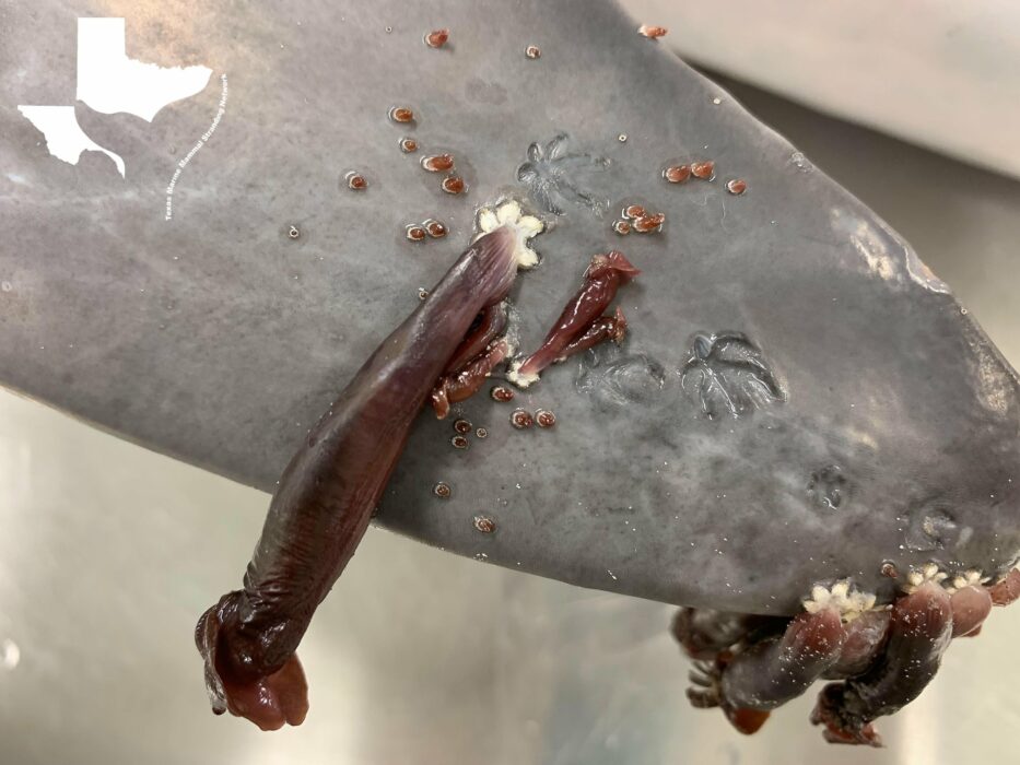 Cirripedi Xenobalanus sul bordo della pinna di un delfino spiaggiato