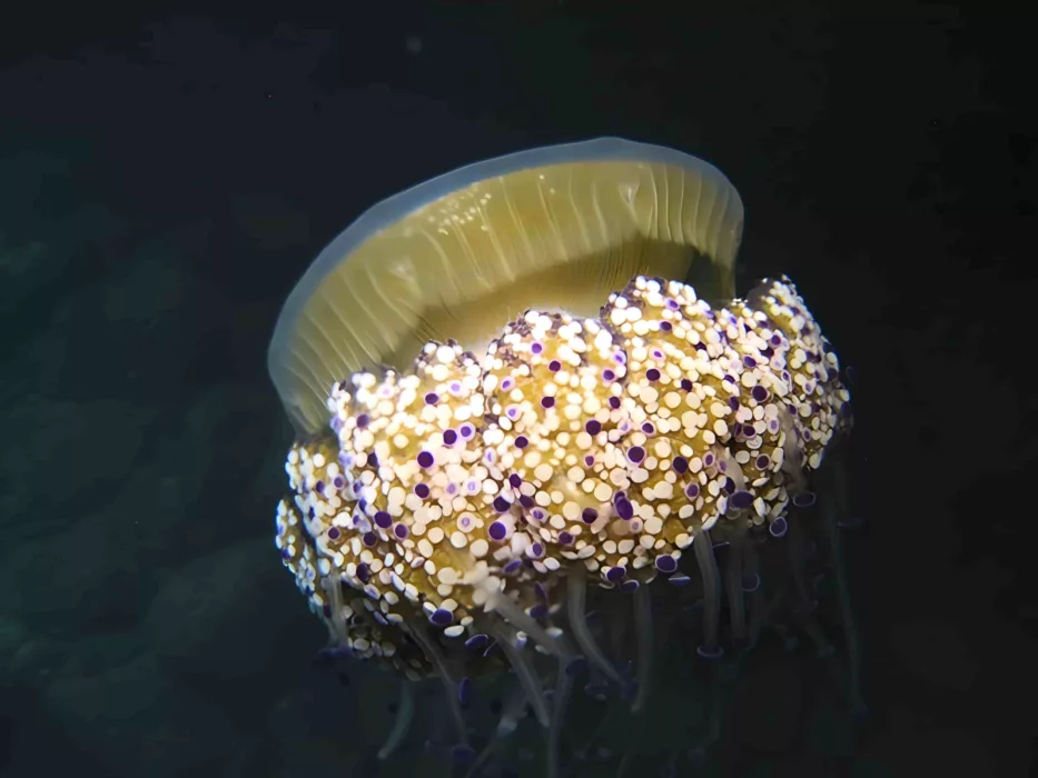 Cotylorhiza tuberculata - medusa uovo fritto