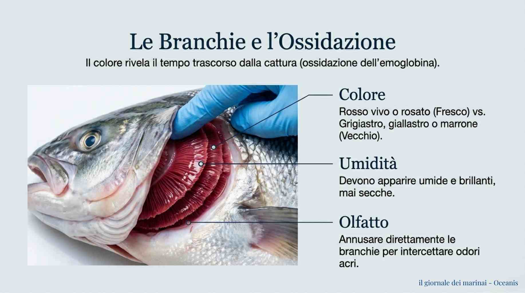Dettaglio occhio e branchie di pesce fresco per valutare la qualità