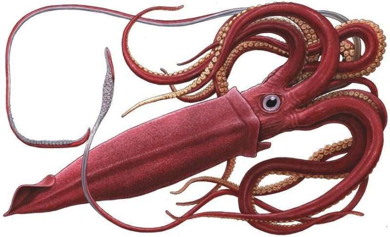 Calamaro Gigante : una sola specie per il gigante dei mari!