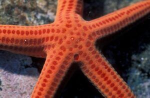 La stella arancio