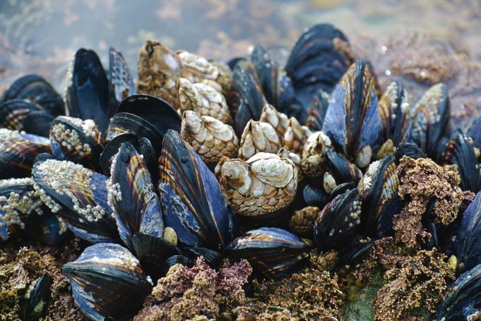 Cozza (Mytilus galloprovincialis): habitat, caratteristiche e stato IUCN