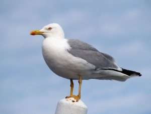Il gabbiano reale -Larus michahellis