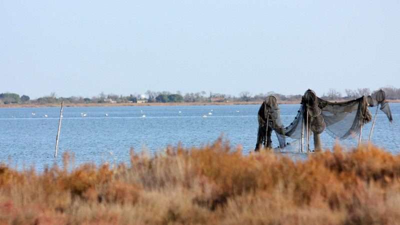 Pesca con il cogollo