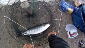 Pesca sportiva al cefalo: guida completa