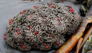 Pyura chilensis, la roccia che vive…