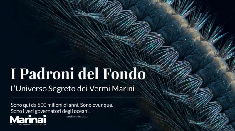 Vermi marini,  i padroni del fondo