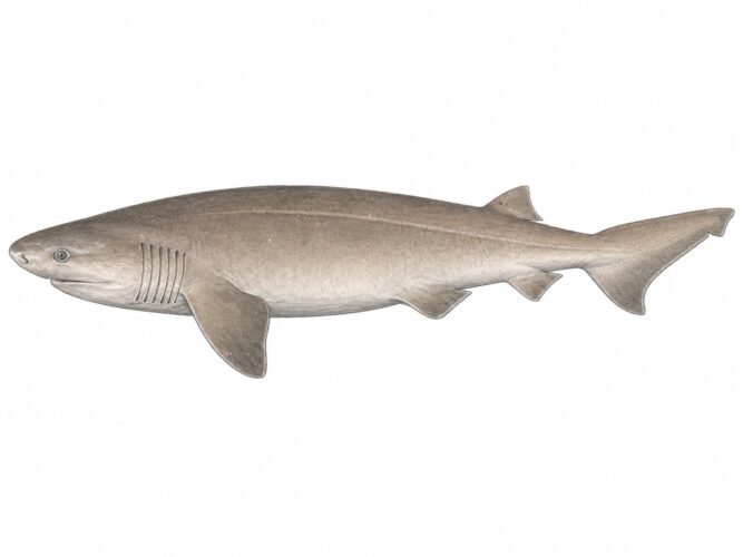 Lo squalo capopiatto o notidano grigio – Hexanchus griseus