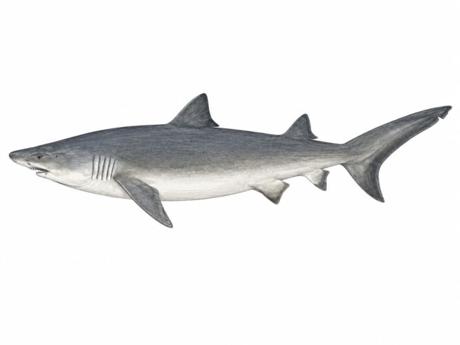 Lo squalo cagnaccio – Odontaspis ferox