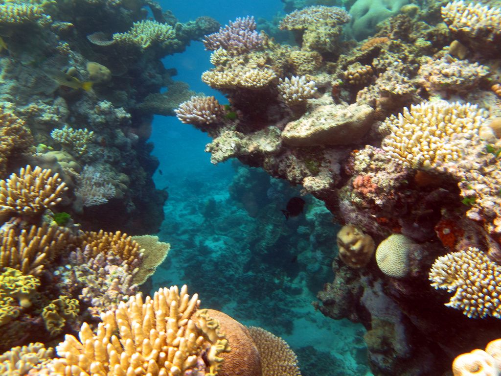 Grande barriera corallina Australiana