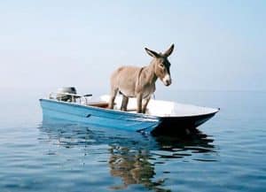 I sette animali che non immaginereste mai di incontrare in mare