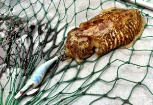 Come pescare le seppie, pesca eging alla seppia
