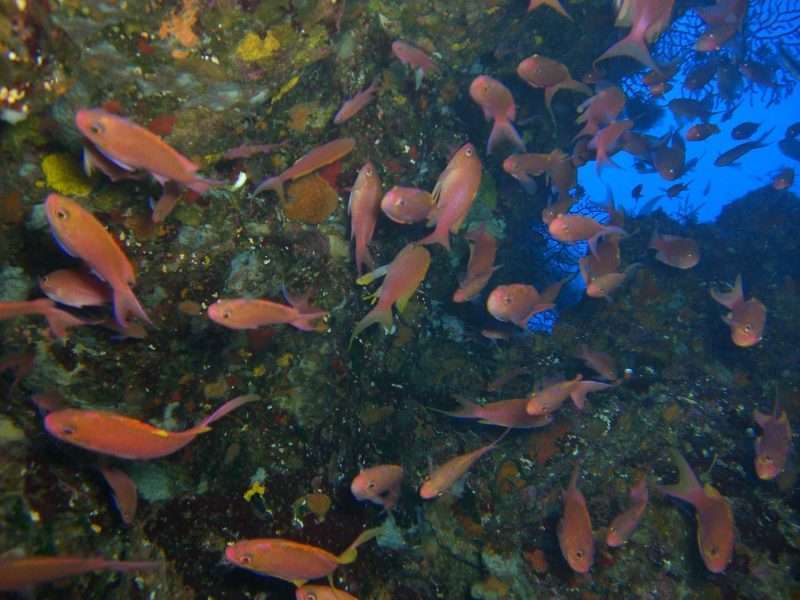 Top 10 delle più belle immersioni di Sicilia