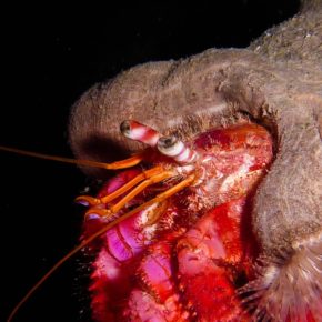 Paguro e attinia: perché uno “sceglie” l’altro e chi comanda davvero nella simbiosi