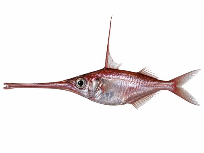 Il pesce trombetta – Macroramphosus scolopax
