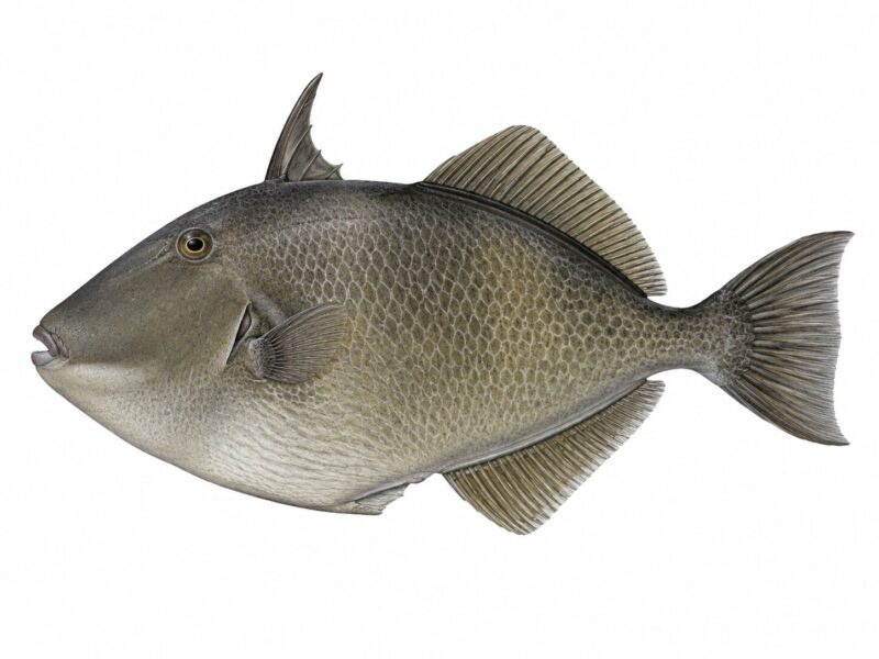 Pesce balestra (Balistes capriscus): habitat, comportamento e stato IUCN