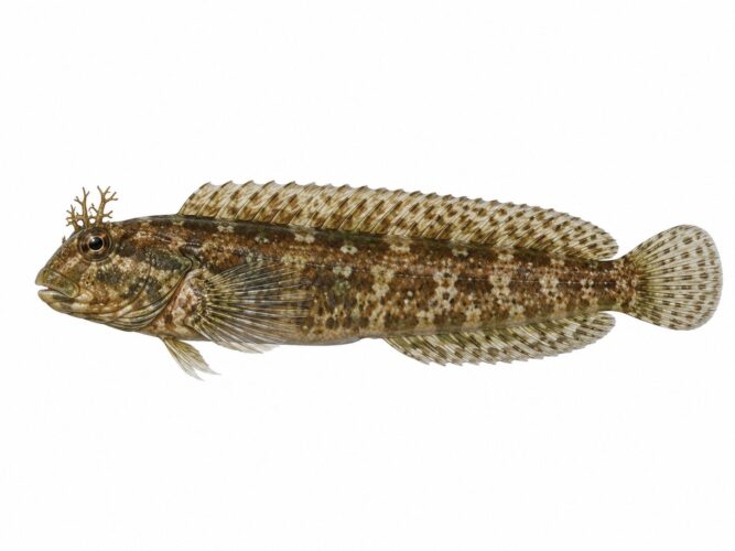 La bavosa ruggine – Parablennius gattorugine 