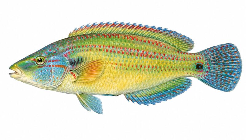 Il Tordo Pavone – Symphodus Tinca