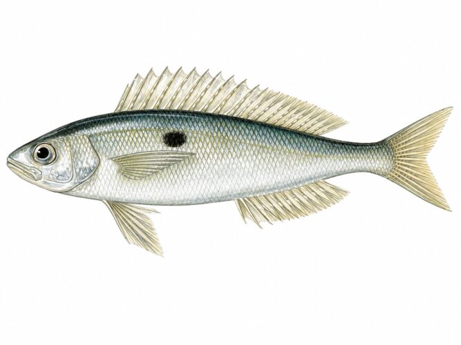 Lo zerro – spicara smaris