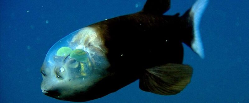 Macropinna microstoma, il pesce dalla testa trasparente.