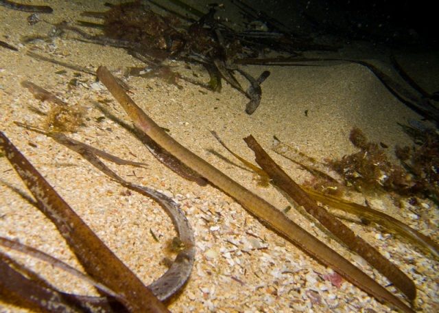 Pesce ago nella Posidonia oceanica