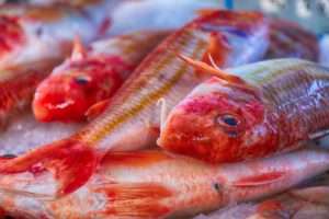 Zone di pesca FAO: cosa sono e come funzionano