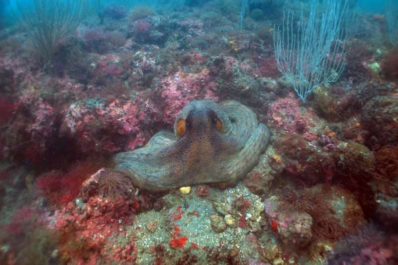 Le più belle immersioni a Lampedusa