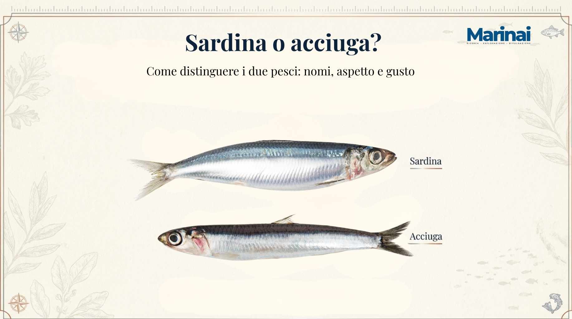 Sardina e acciuga a confronto