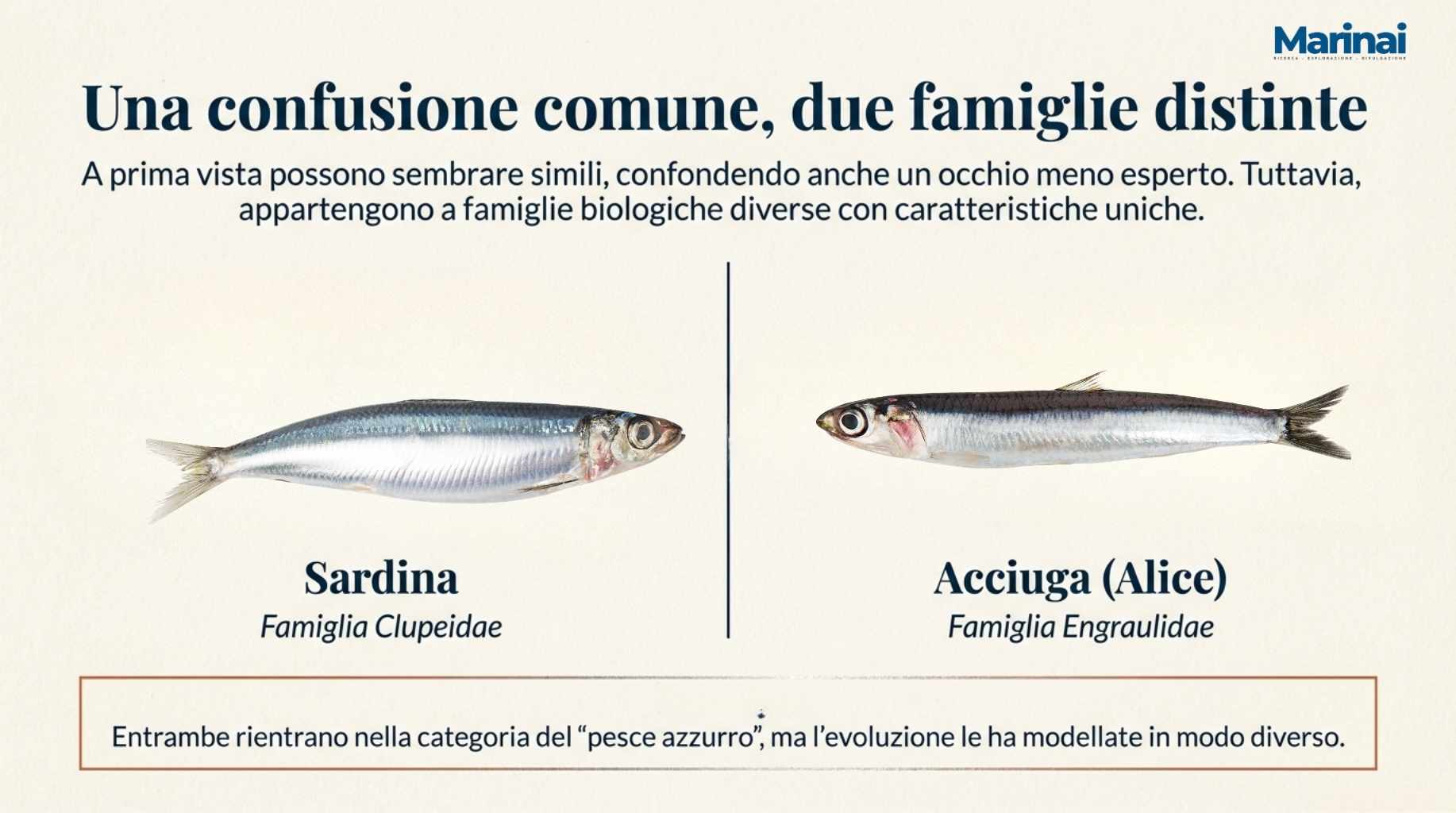 Dettaglio bocca sardina