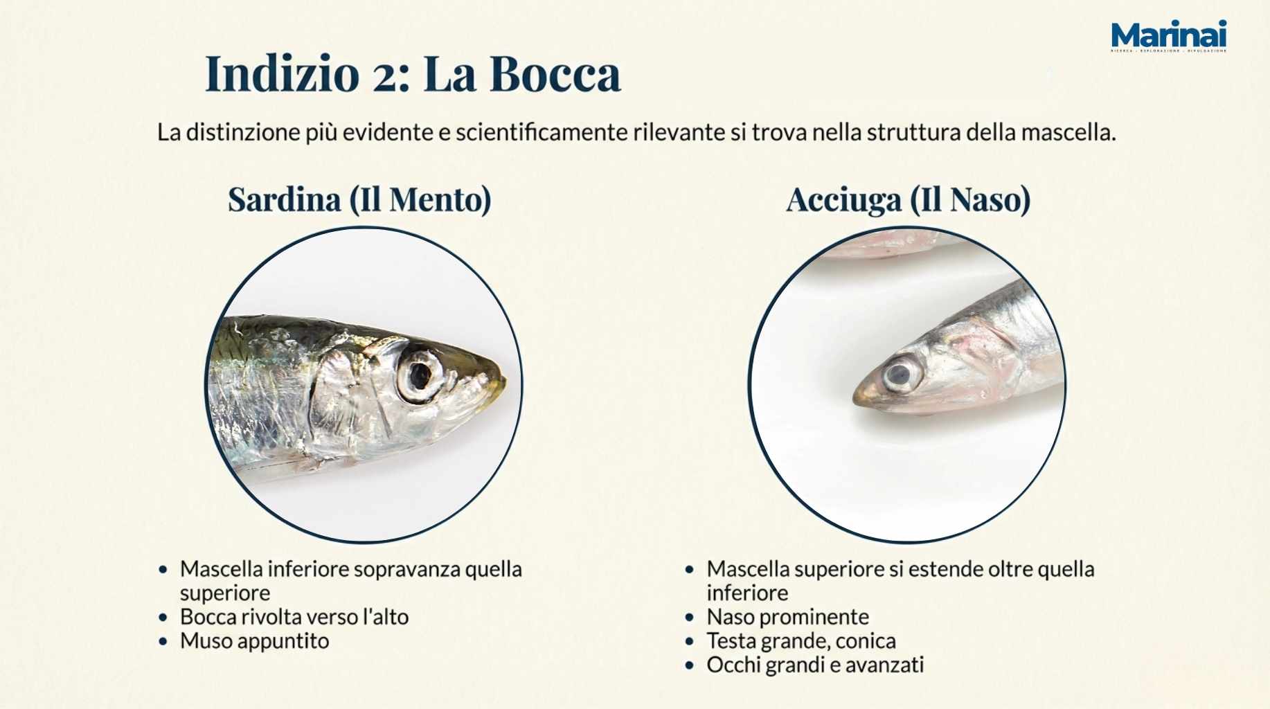 Colorazione sardina fresca