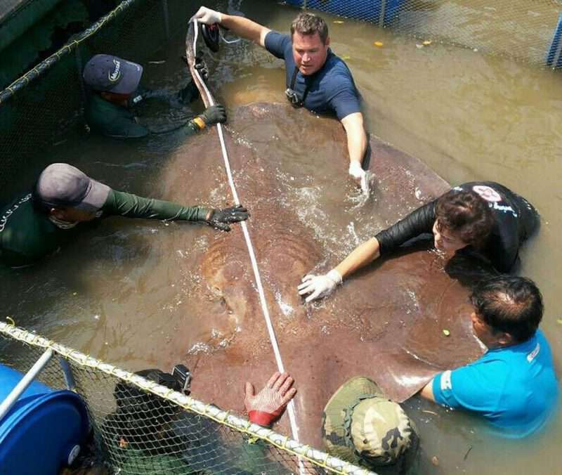 Catturato il pesce d’acqua dolce più grande del mondo