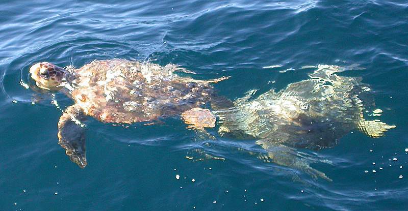 Tartaruga marina Caretta caretta a Punta Campanella