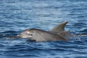 I delfini si chiamano per nome? Fischi identificativi e lutto nei tursiopi