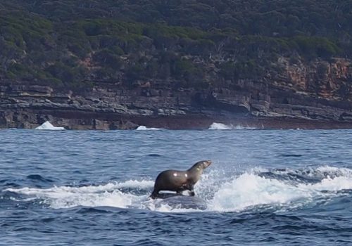 La foca che fa surf sulla balena