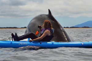 Una balena affonda un kayak a Monterey Bay