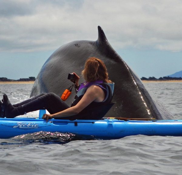 Una balena affonda un kayak a Monterey Bay