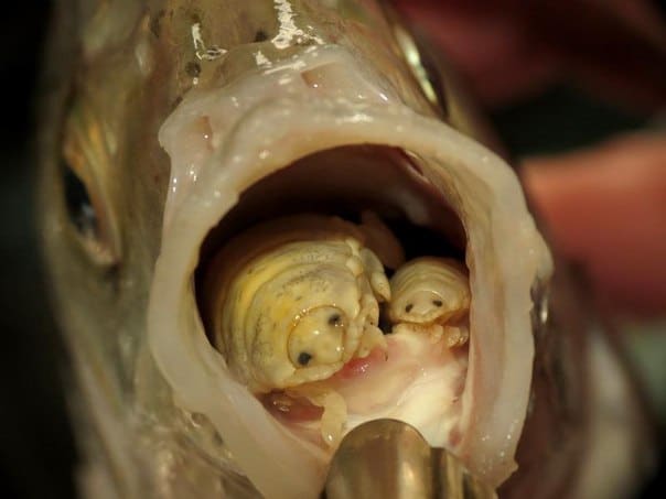Parassita su un pesce - esempio di parassitismo marino