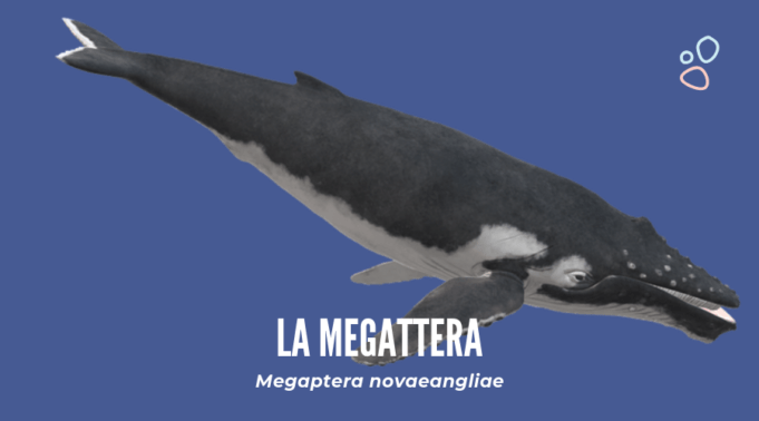 La Balena Megattera Megaptera Novaeangliae Il Giornale Dei MARINAI la-balena-megattera-megaptera-novaeangliae-il-giornale-dei-marinai