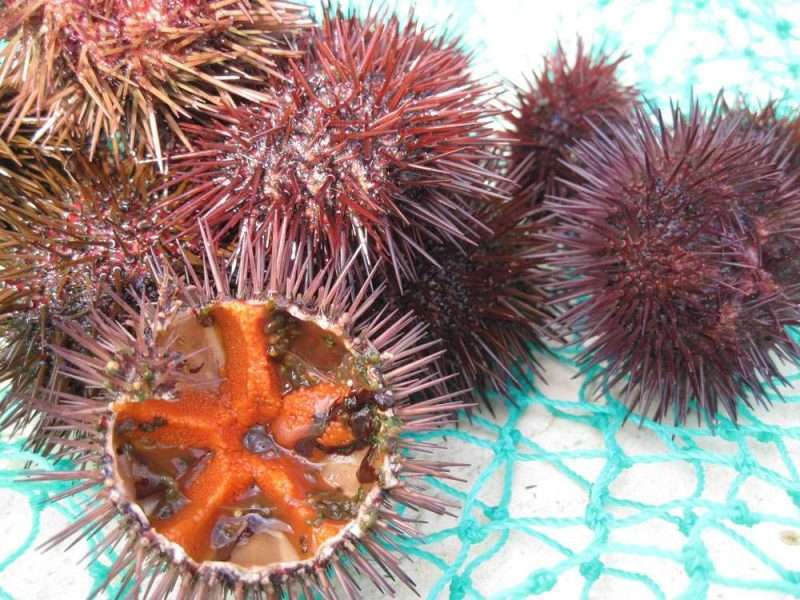 La pesca dei ricci di mare