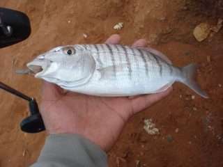 Come pescare le mormore a surfcasting