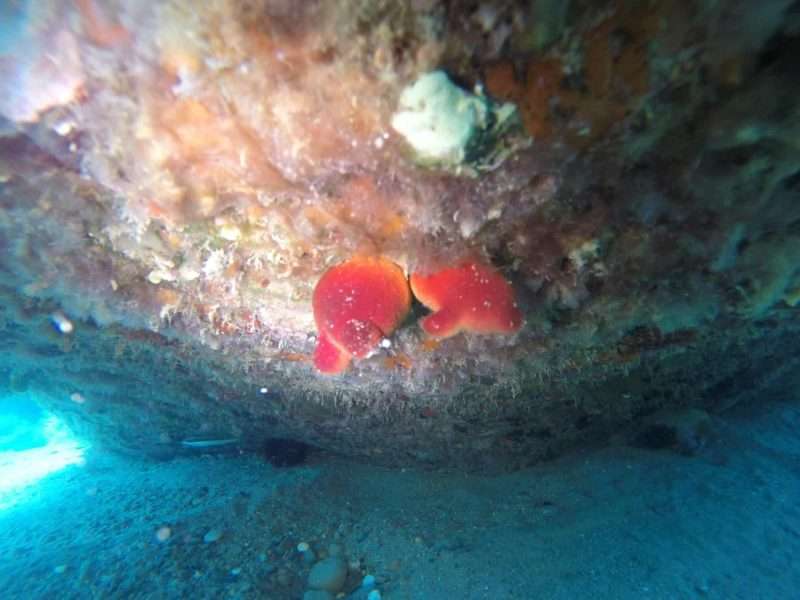 Halocynthia papillosa – la patata di mare