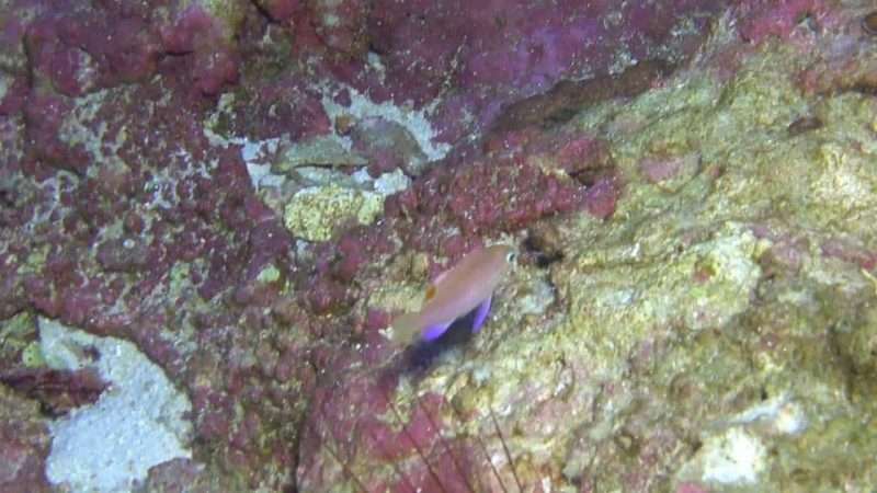 Hawaii: dedicata nuova specie ad Obama