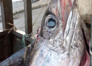 Trapline, via alla sperimentazione in Italia: il nuovo decreto apre una fase cruciale per la pesca al pesce spada
