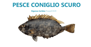 Porte aperte alle specie aliene. In Salento arriva il pesce coniglio scuro