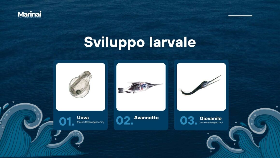 Il pesce spada - Xiphias gladius