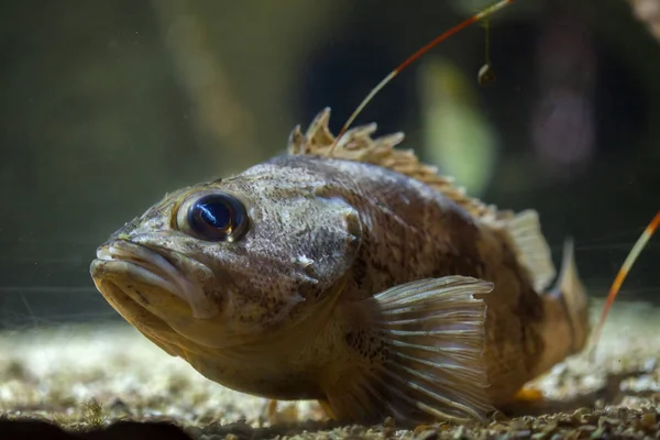 Helicolenus dactylopterus scorfano di fondale