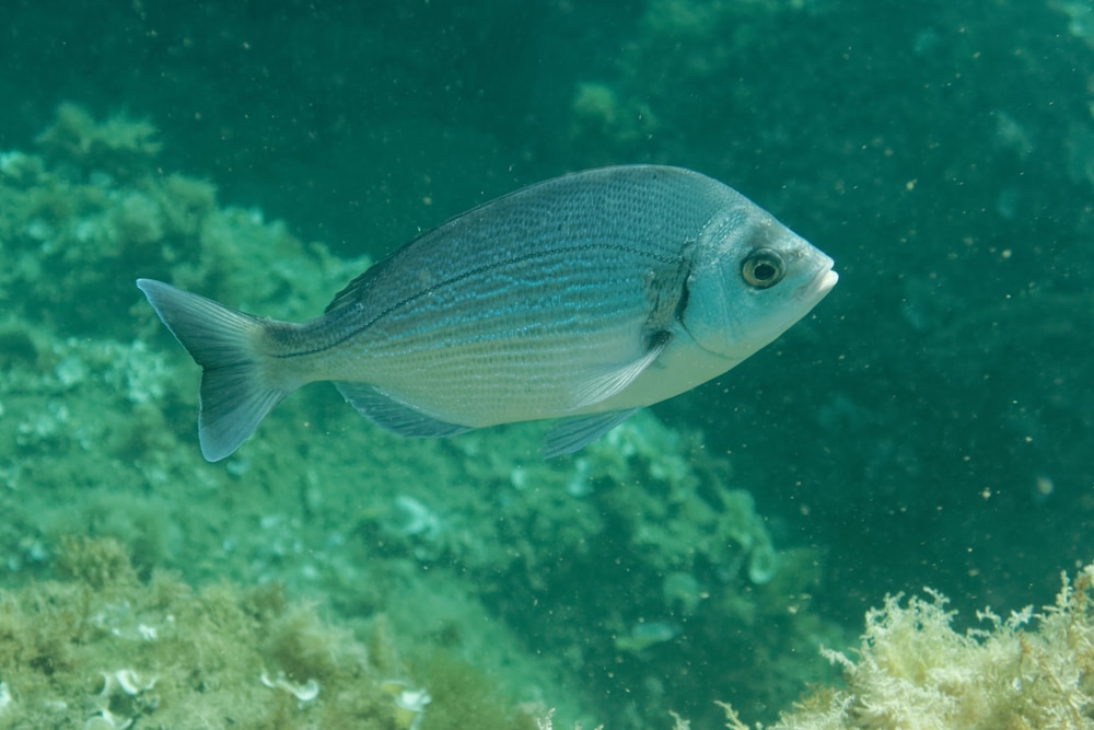 black,seabream, ,spondyliosoma,cantharus, ,mediterranean,sea,,banyuls sur mer,,france
