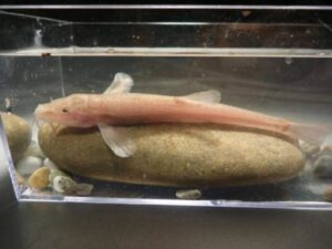 Il primo pesce “cavernicolo” europeo scoperto in Germania