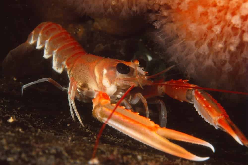 Scampo (Nephrops norvegicus) con le lunghe chele sottili