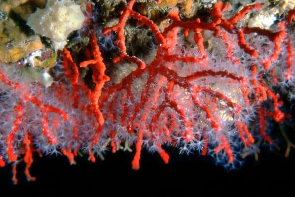Coralligeno del Mediterraneo